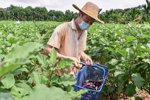 ?？诰哿θ诤?，繪就鄉村振興新畫卷——記鞏固拓展脫貧攻堅成果同鄉村振興有效銜接的?？趯嵺`